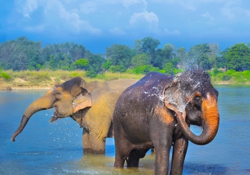 Jungle Safari in Nepal