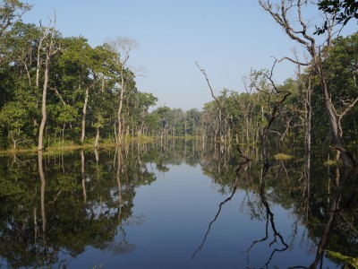 Chitwan Refection Trees