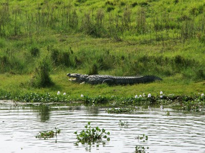 Crocodile at Chitwan National Park