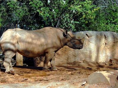 One Horned Rhino at Chitwan National Park